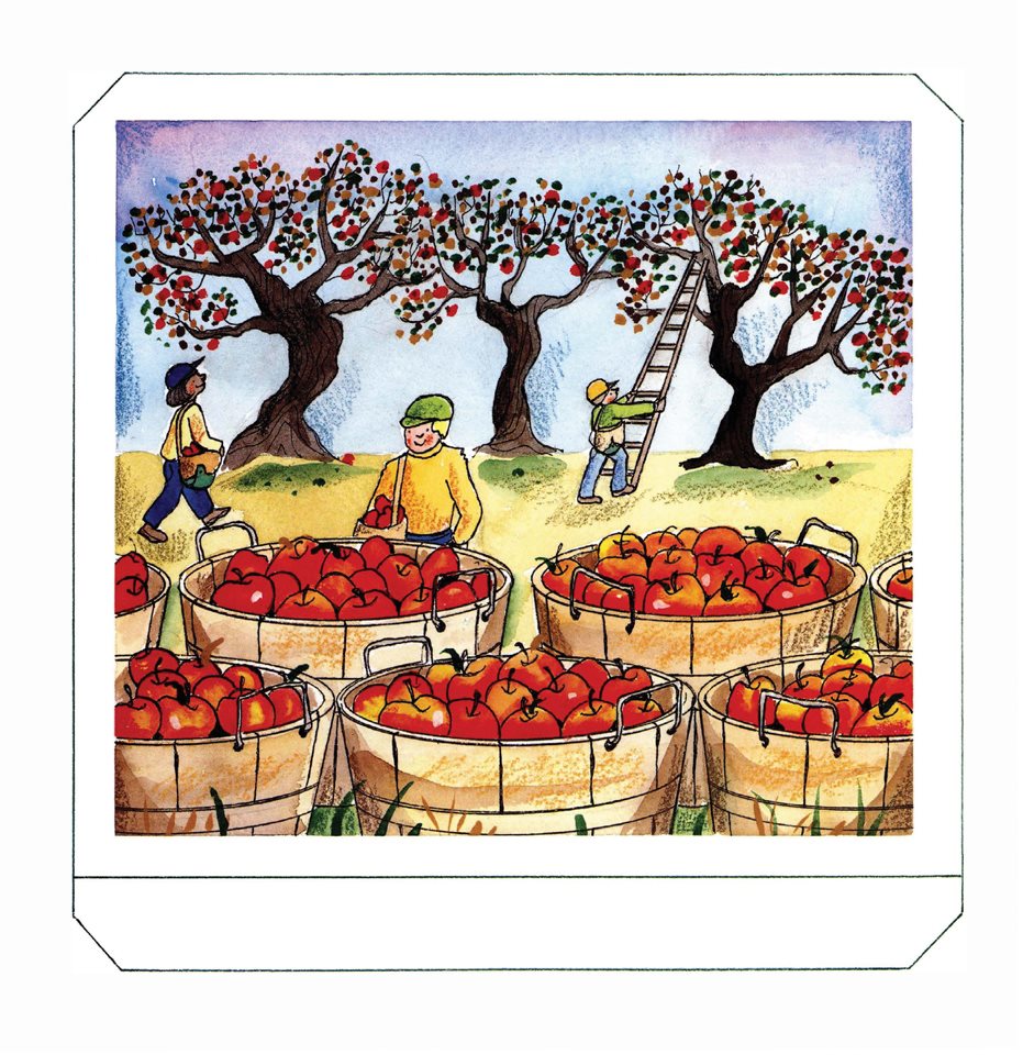 Each year about million bushels of apples are grown in the United States and - photo 10