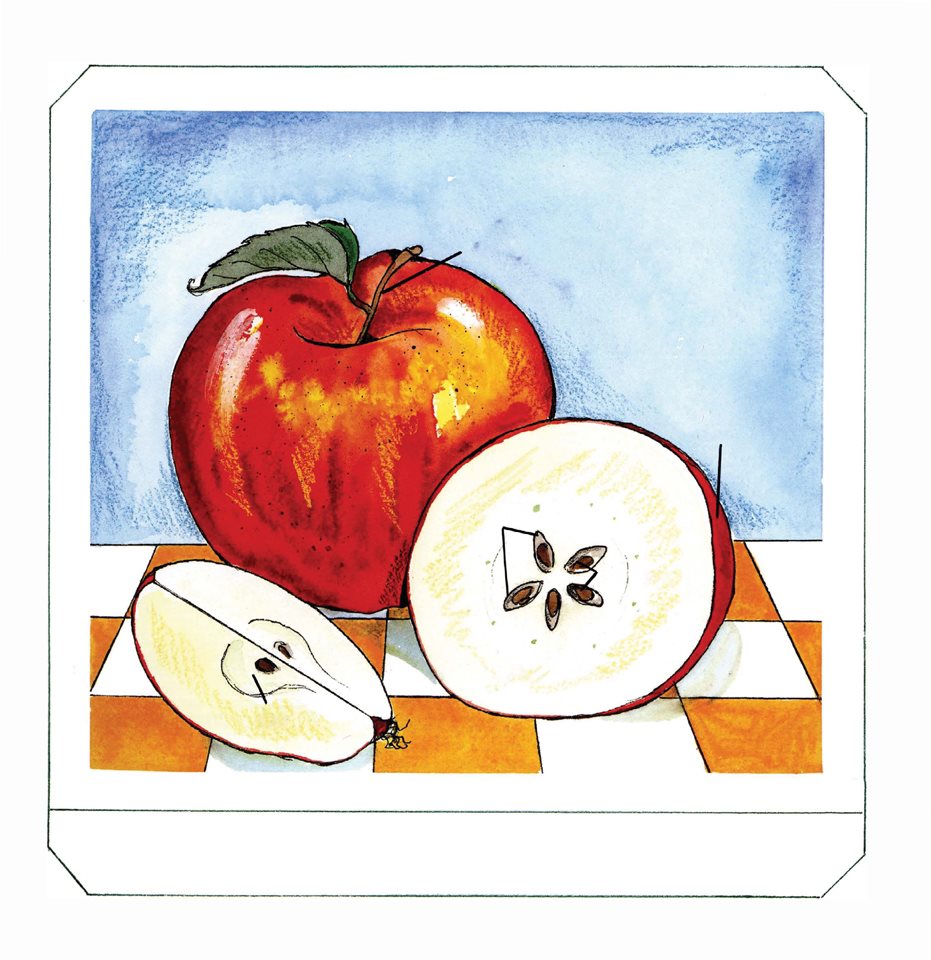 An apple is a firm crisp fleshy fruit with a hard center called a core The - photo 11