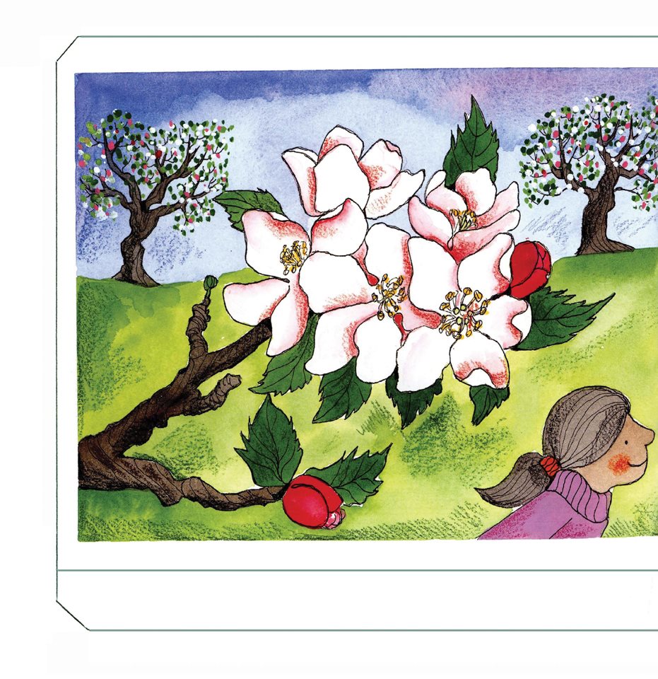 In the springtime flowers called apple blossoms begin to bloom on the apple - photo 12