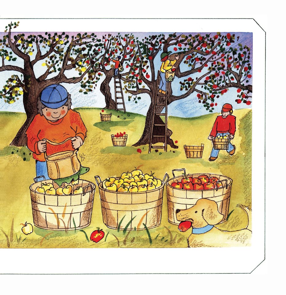 When the trees are loaded with ripe apples it is harvest time Workers pick - photo 17