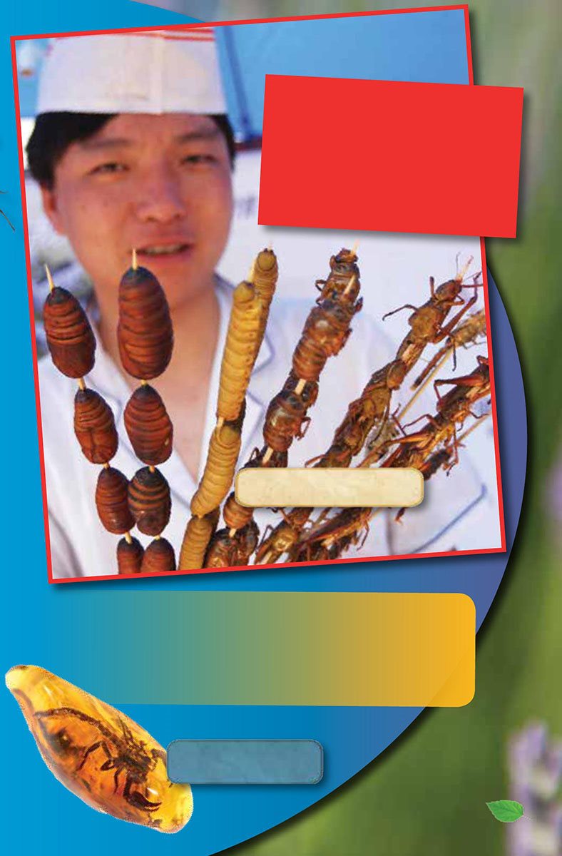 Did You Know In some cultures fried and chocolate-covered insects such - photo 9