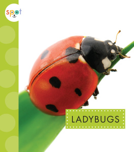 Nessa Black - Ladybugs