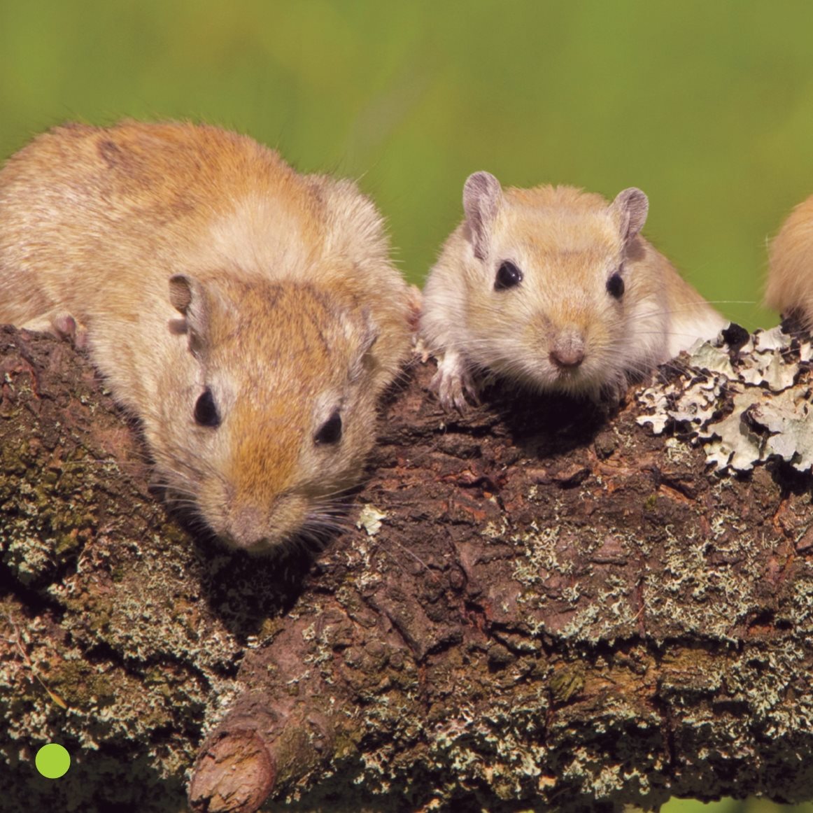 Gerbils need friends In the wild gerbils live in groups It is best to - photo 8