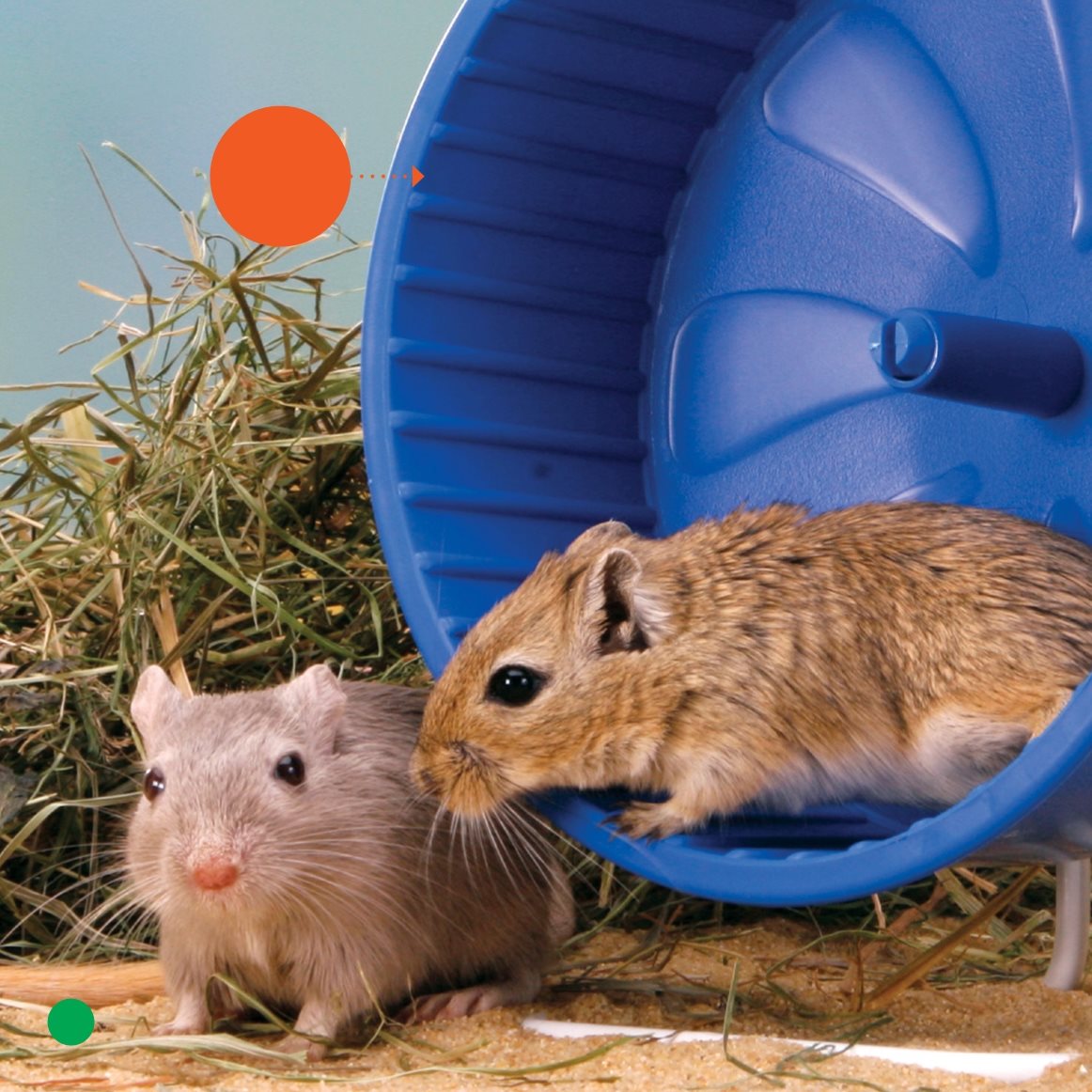 wheel Gerbils need exercise Bud and Moe have a wheel They like to - photo 12