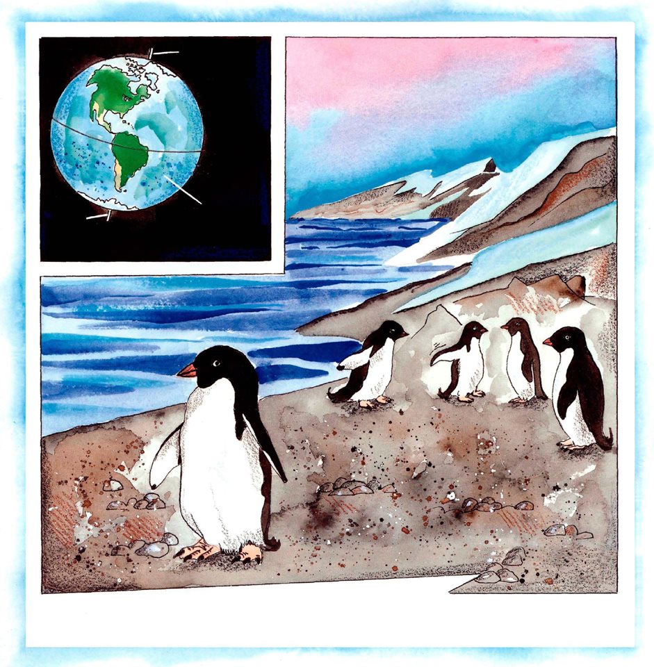 All penguins are found in the Southern Hemisphere NORTH POLE SOUTH - photo 8