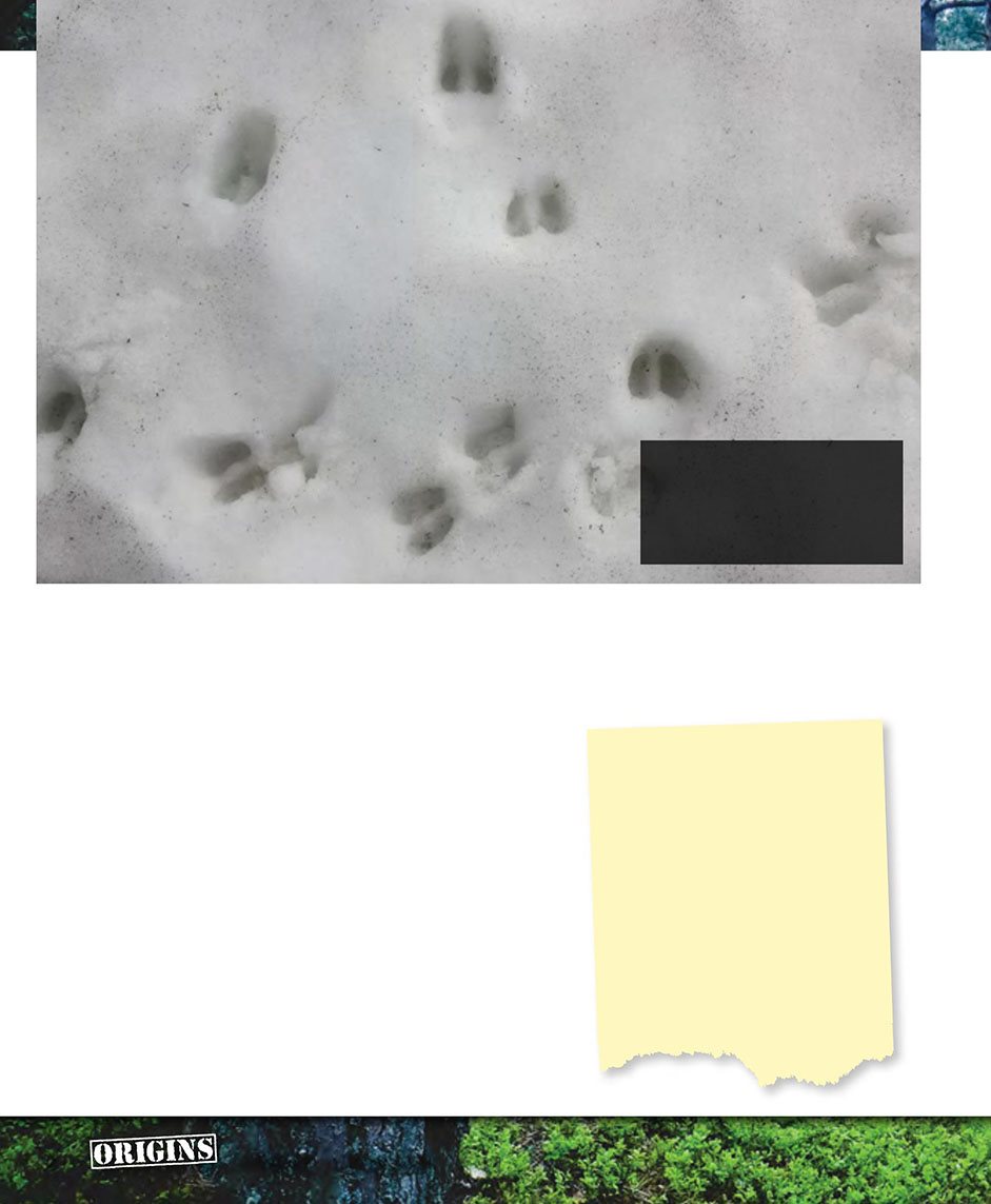 Some people claimed that they found Jersey devil hoofprints near the torn - photo 4