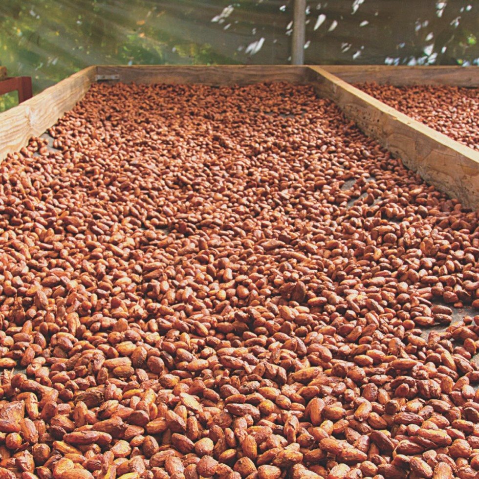 The cocoa beans are cooked They become very hot - photo 11