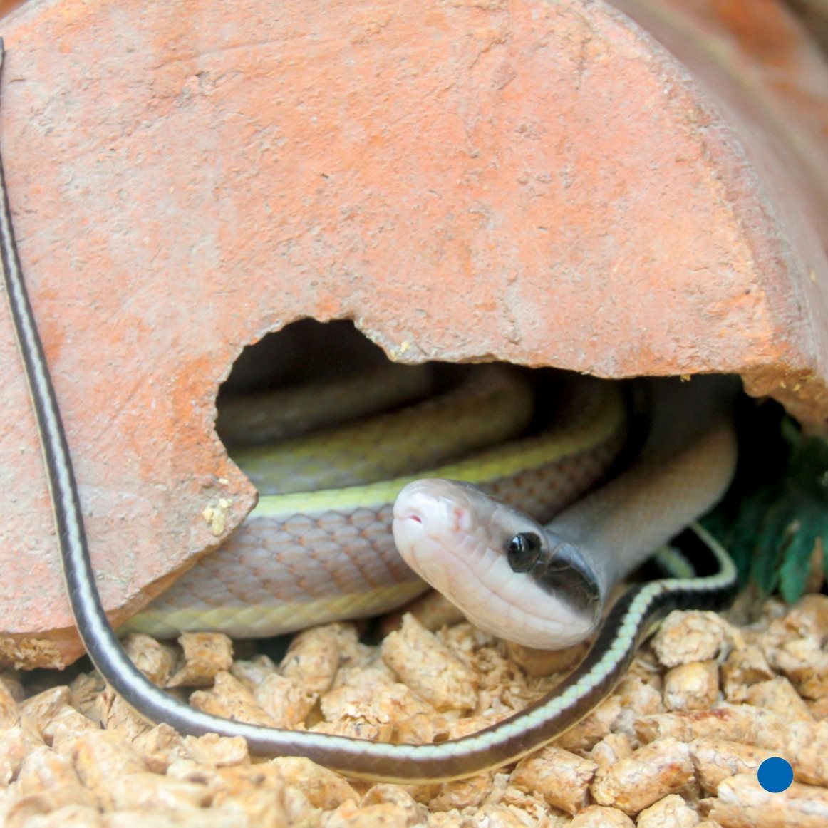 Snakes need heat Lil has a heat lamp heat lamp It keeps her warm - photo 15