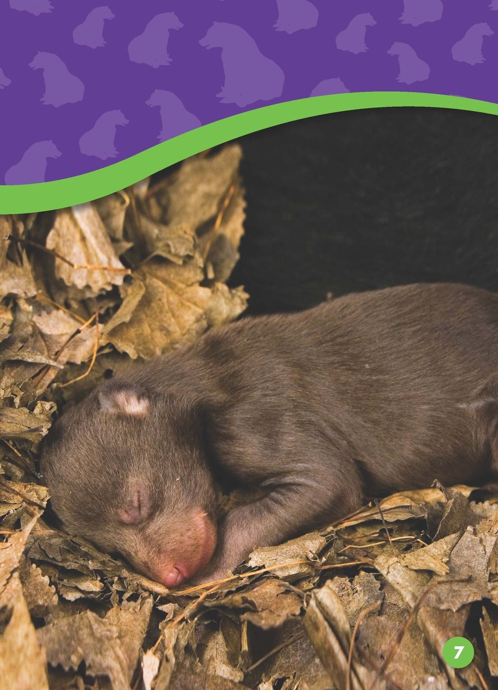 Bear cubs have fur hair covering an animal when they are two weeks old - photo 6