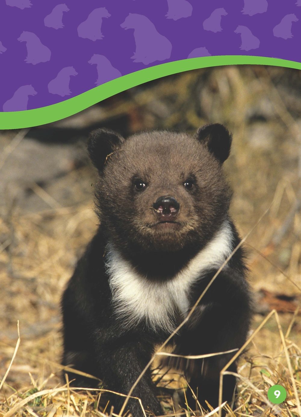 Bear cubs live in a home called a den a cave or hole where someanimals - photo 9