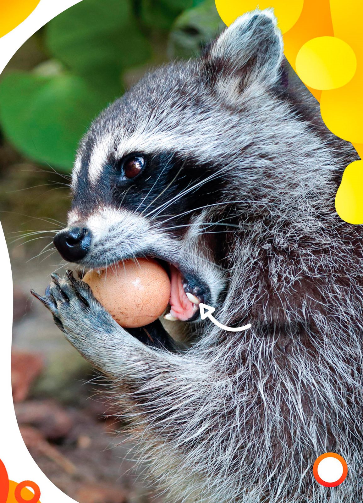 teeth Raccoons have hands They grab and hold things hand - photo 9