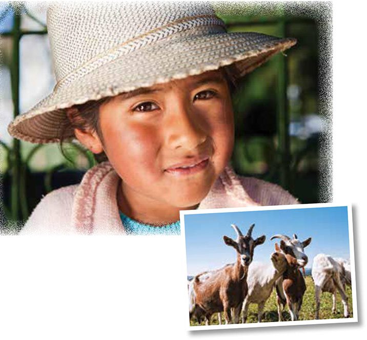 Bolivia My name is Rosa I live in Bolivia My family keeps goats and I - photo 9