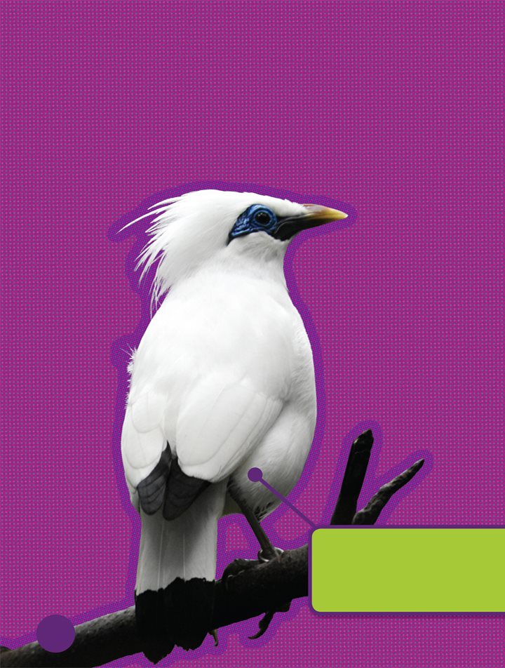 The Bali mynah has bright blue skin around its eyes Its home is an island - photo 10