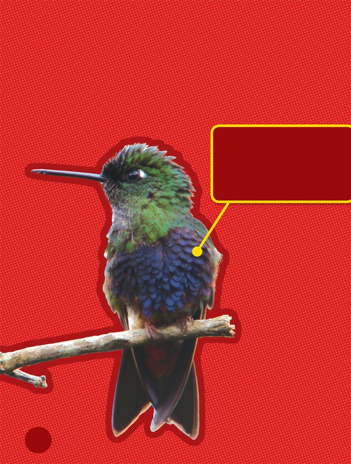 This tiny bird is the colorful puffleg This type of hummingbird is - photo 12