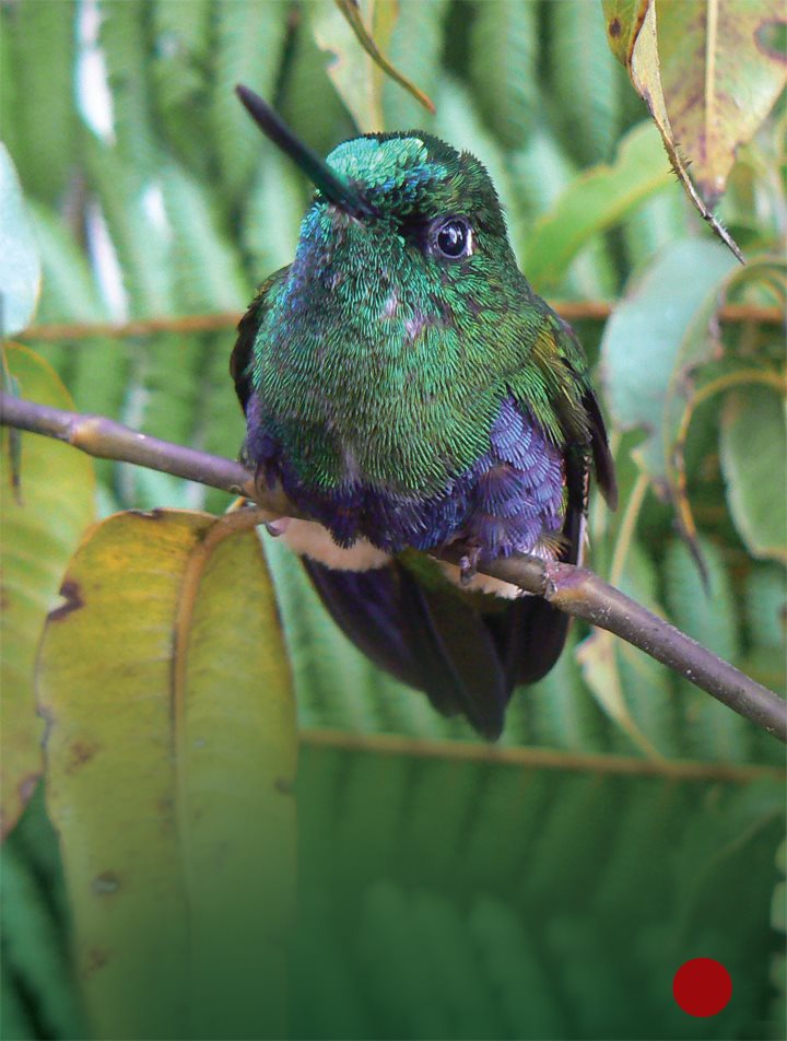 The puffleg lives high in the Andes Mountains of Colombia Pufflegs have - photo 13