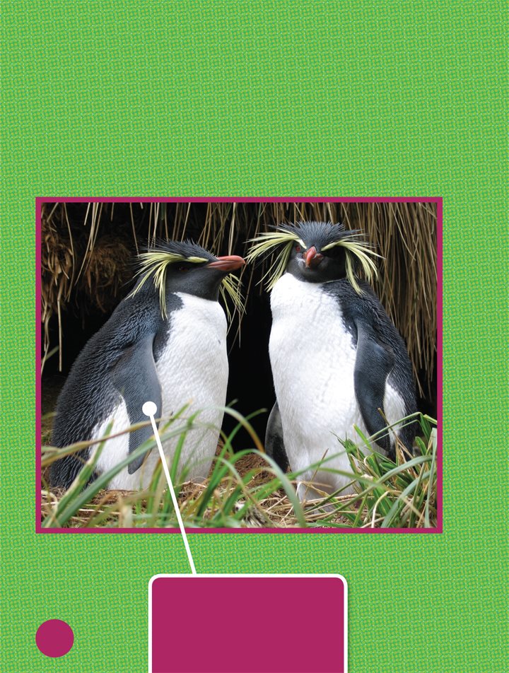 These are northern rockhopper penguins Do you like their spiky feathers - photo 14