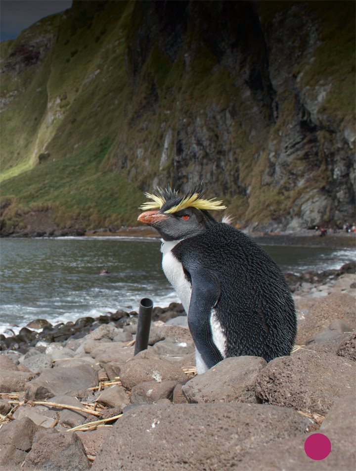 These birds live on islands in the Indian and Atlantic Oceans The - photo 15