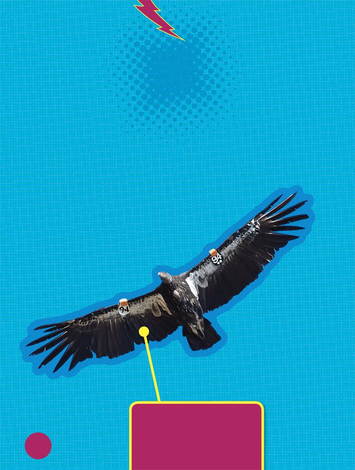 Endangered Birds Look at those wings The California condor is one of - photo 6