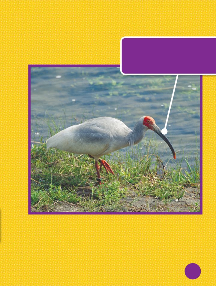 These birds use their long bills to find food in muddy wetlands They eat - photo 9