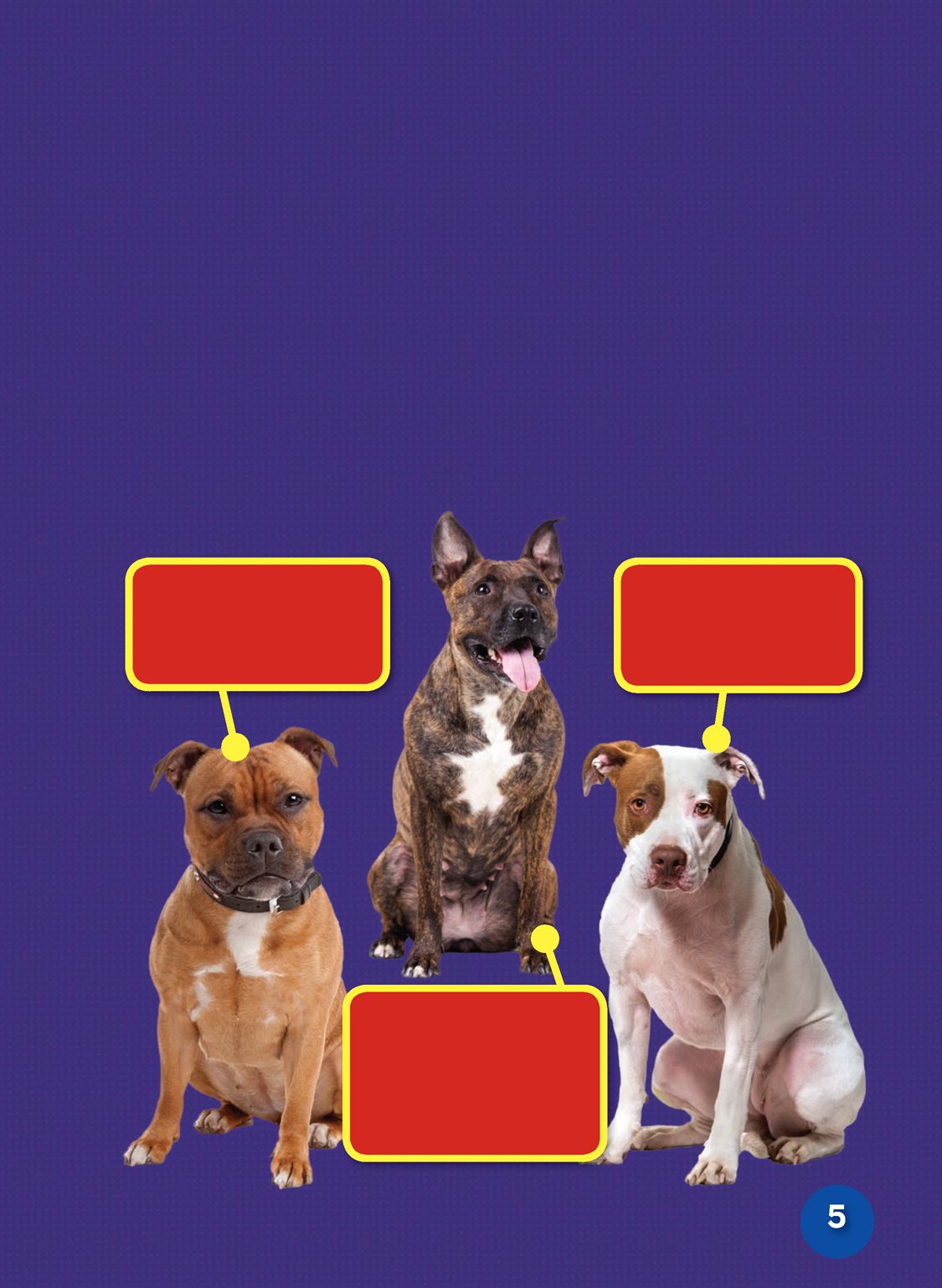 A pit bull isnt a single breed Its a name for three different kinds of - photo 7