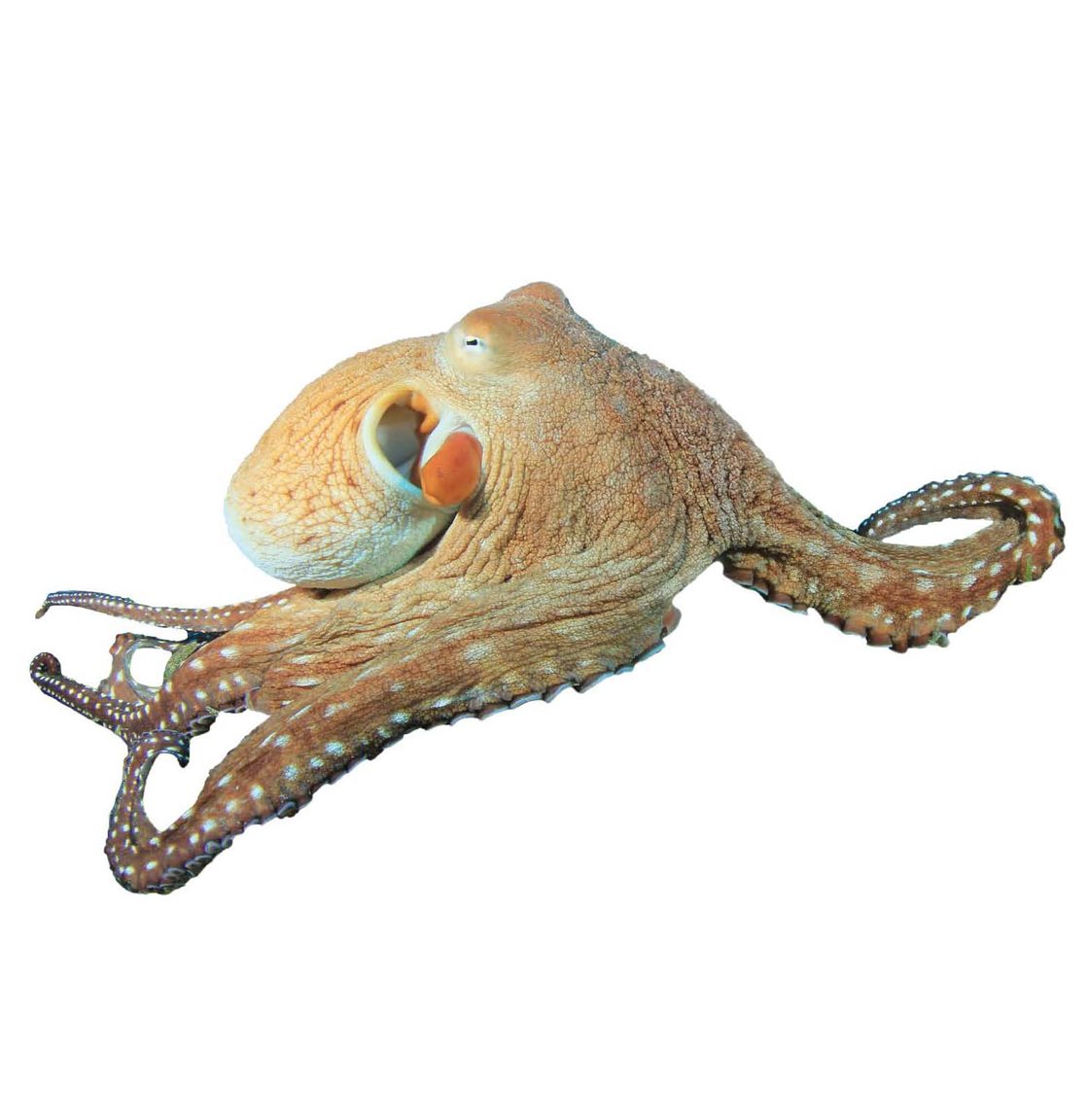 About Octopuses Octopuses have a beak that they use to eat food - photo 23