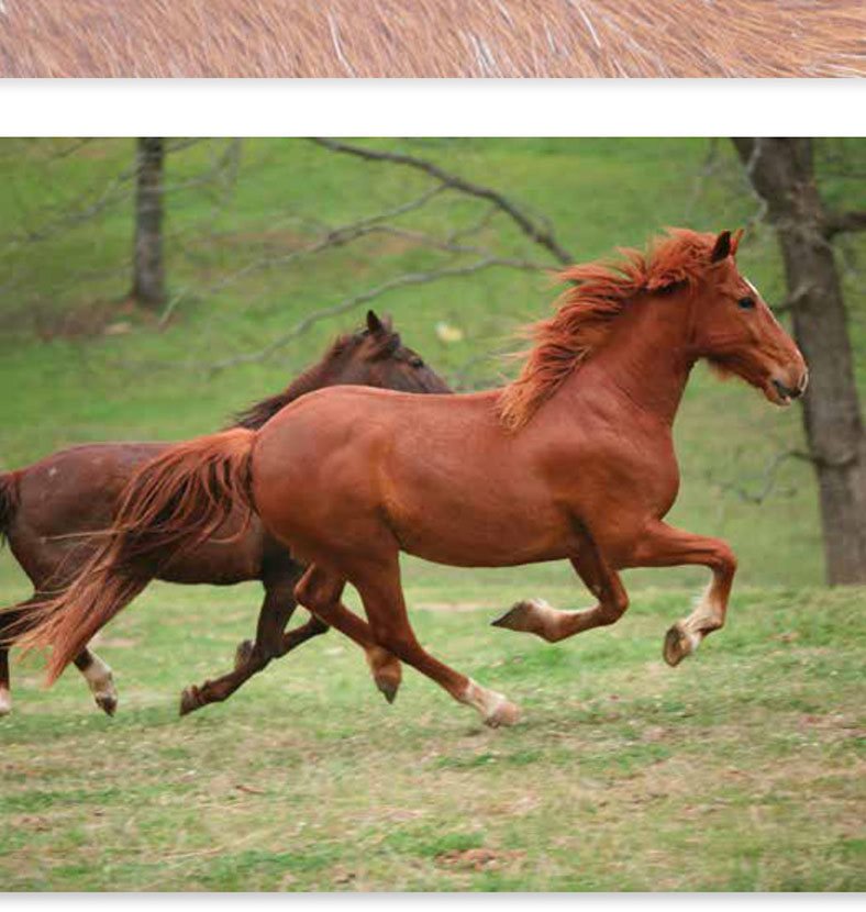 If you were a horse you would run like the wind You would have a long - photo 8