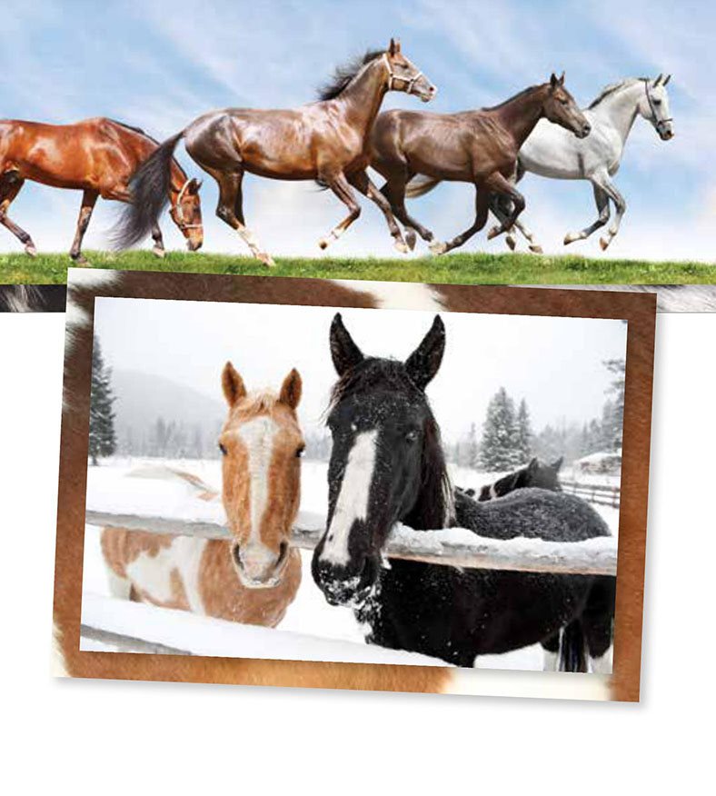 Horses come in many colors They can be black white brown gray red - photo 12