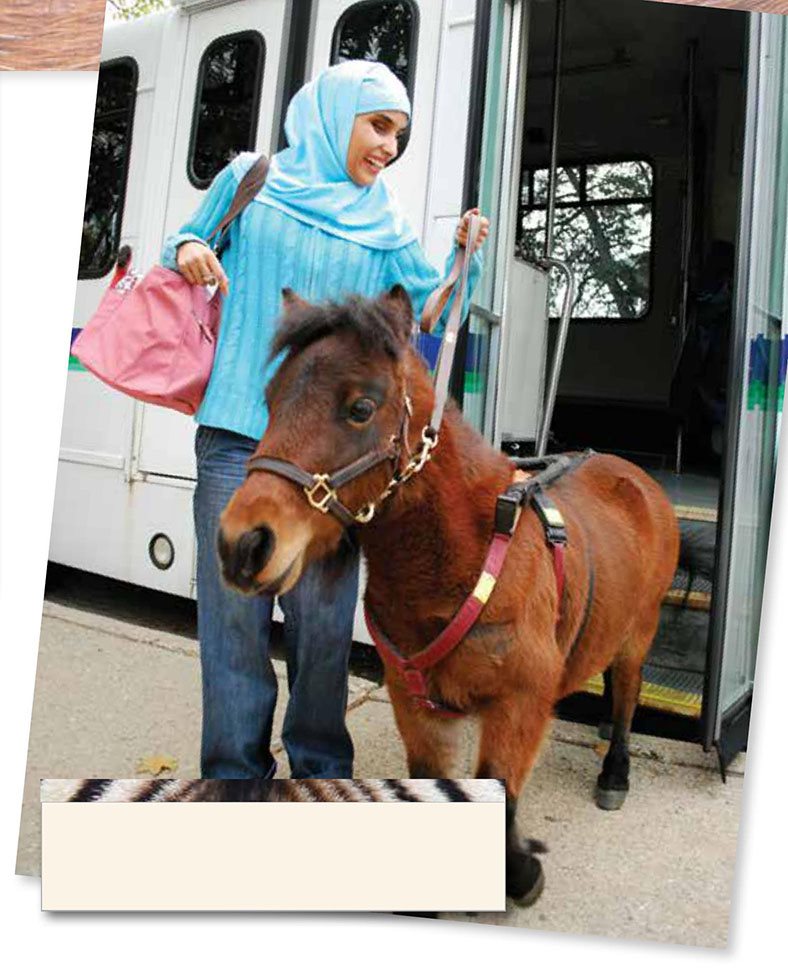 Some miniature MIN-ee-uh-chur horses are trained to help blind people - photo 15