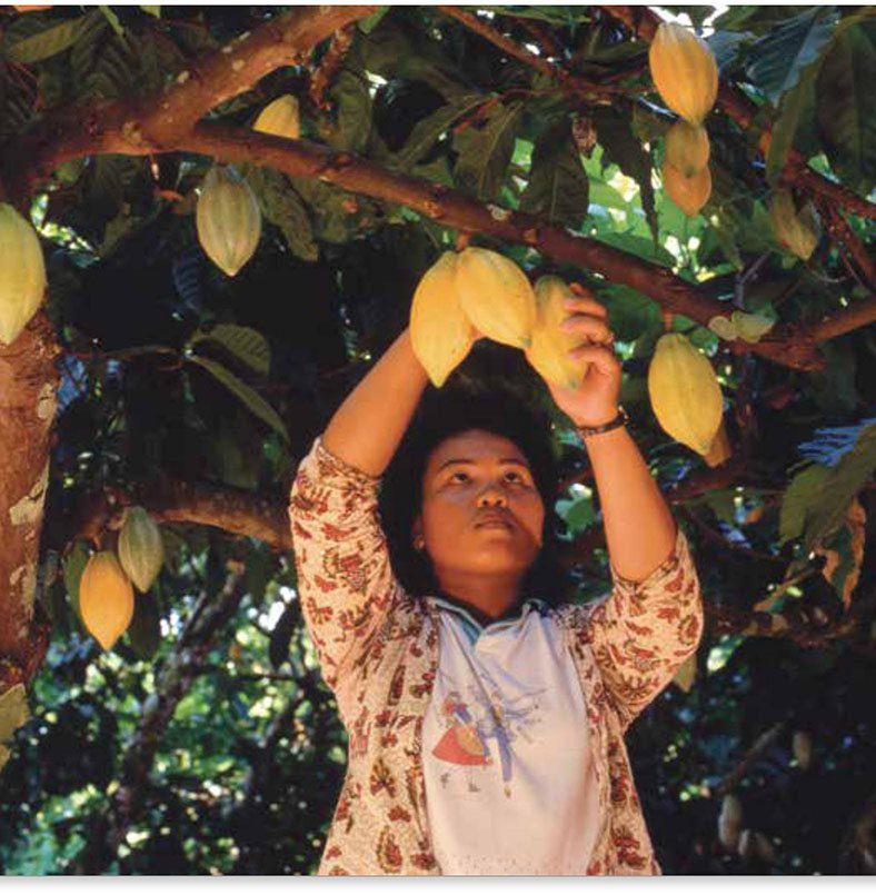 Where Does Chocolate Come From Chocolate is made from the seeds of - photo 10