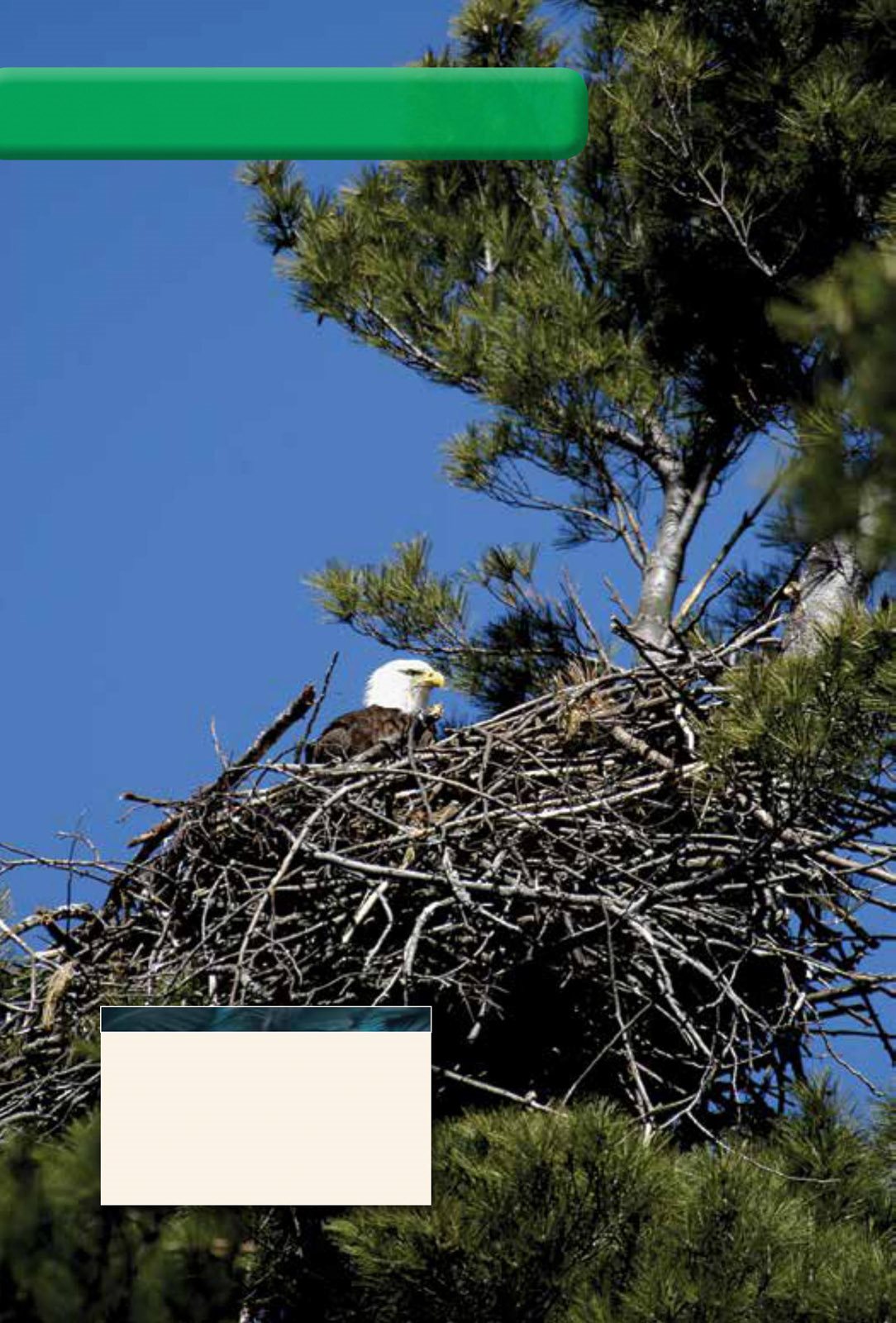 Home and Family Eagles leave their homes in winter They must do this to - photo 16