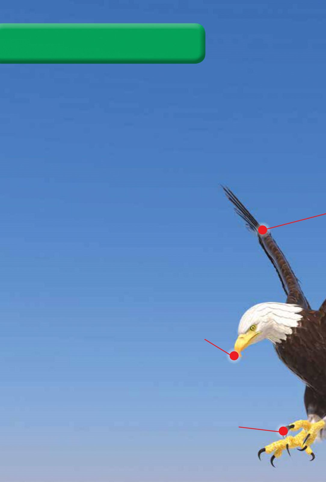 This is a bald eagle Other eagles look different but they have the same - photo 12