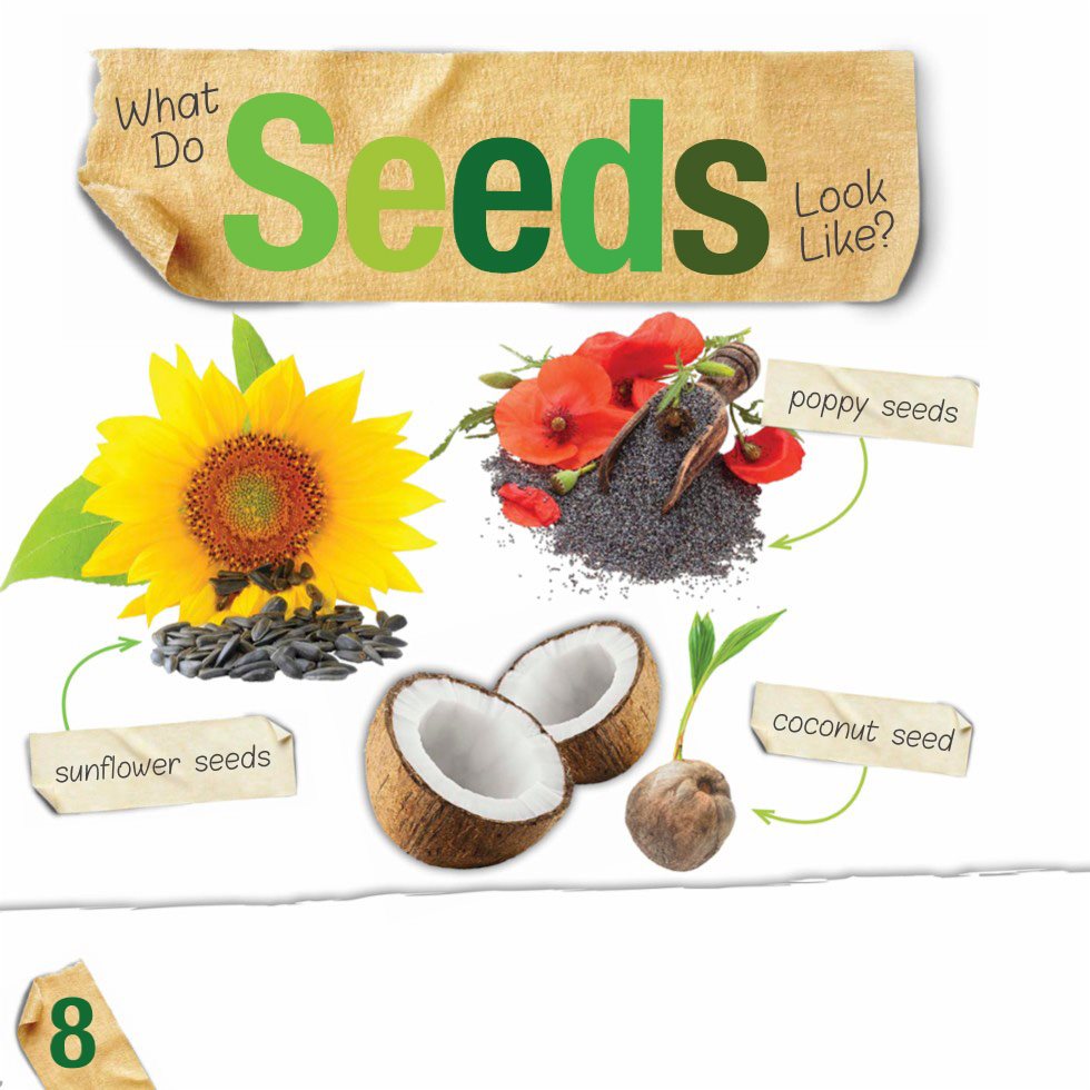 What Do Seeds Look Like Seeds come in many different shapes and sizes All - photo 10