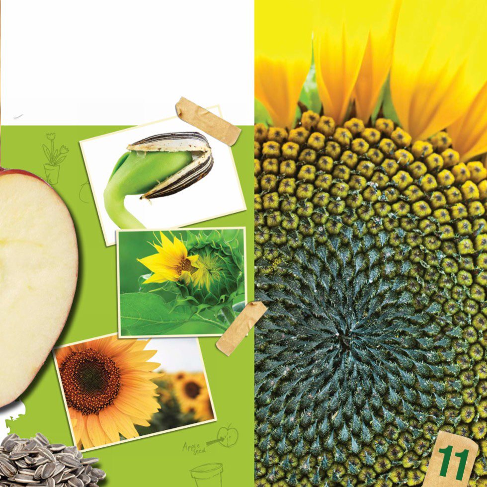 The center of a sunflower is made up of many tiny flowers that all produce - photo 13