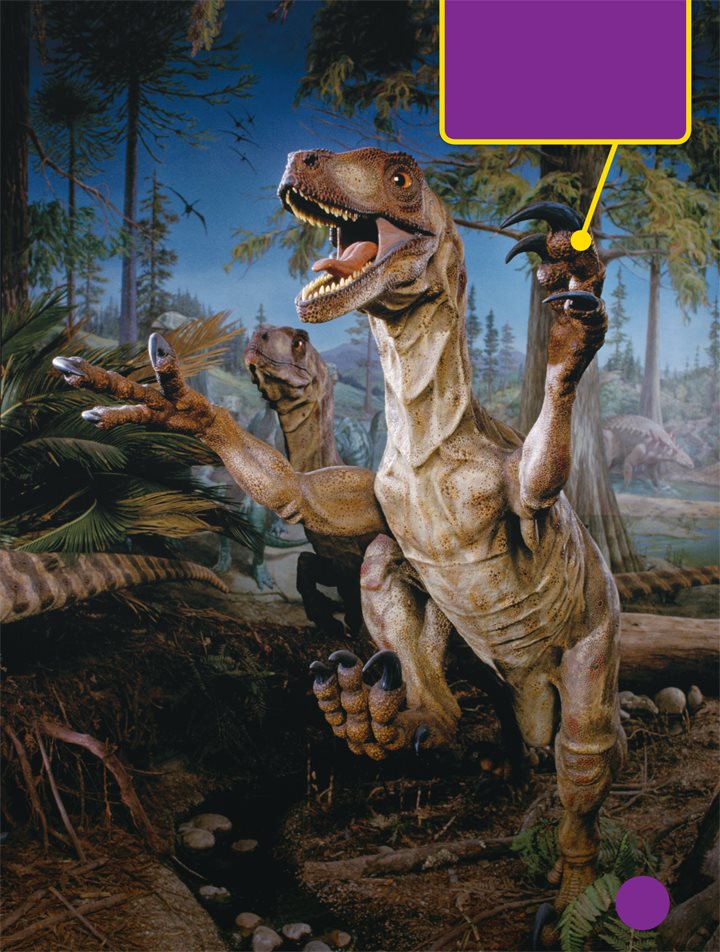 Raptor comes from a word that means capture Velociraptor and - photo 8