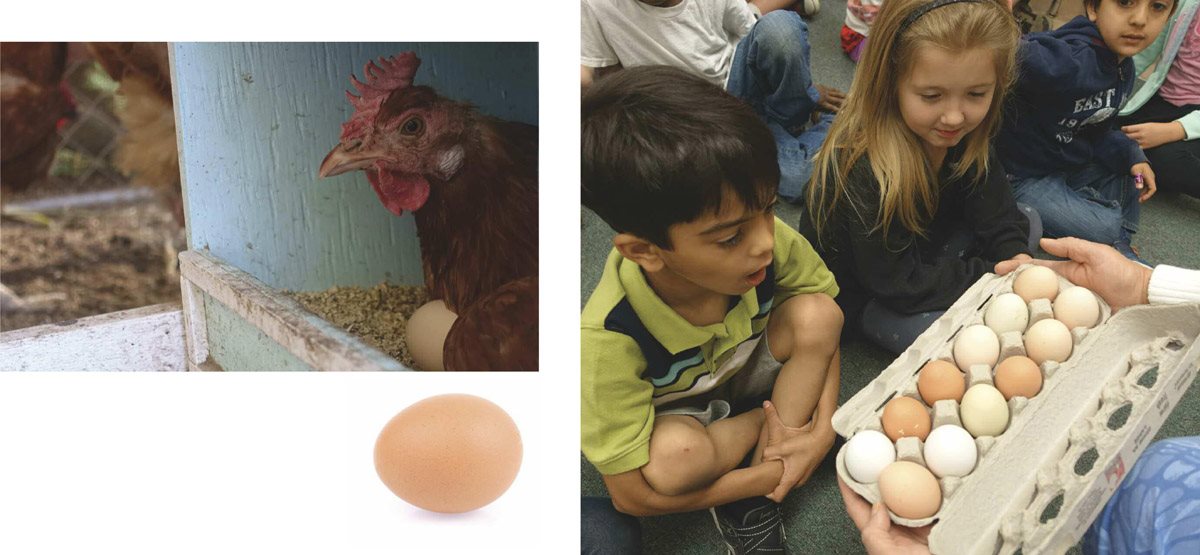 Mrs Best is a teacher The children in her class are learning about chicks - photo 6