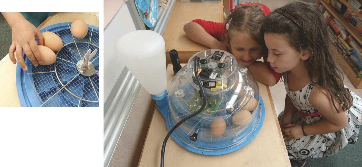 The children put the eggs in an incubator They look through the plastic - photo 7