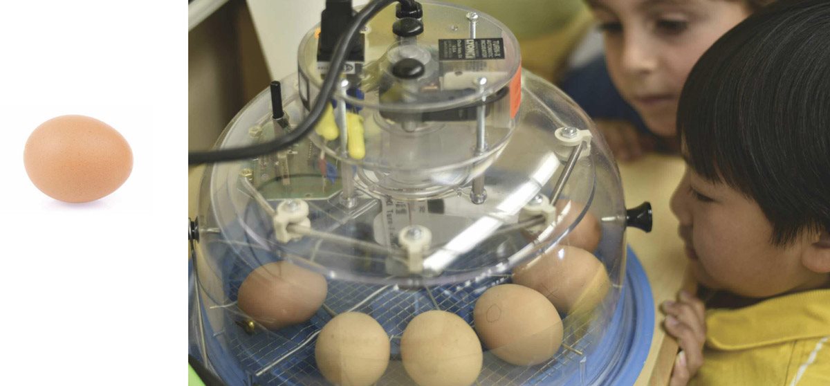 On Day Mrs Best shuts o the motor that turns the eggs in the incubator Now - photo 10