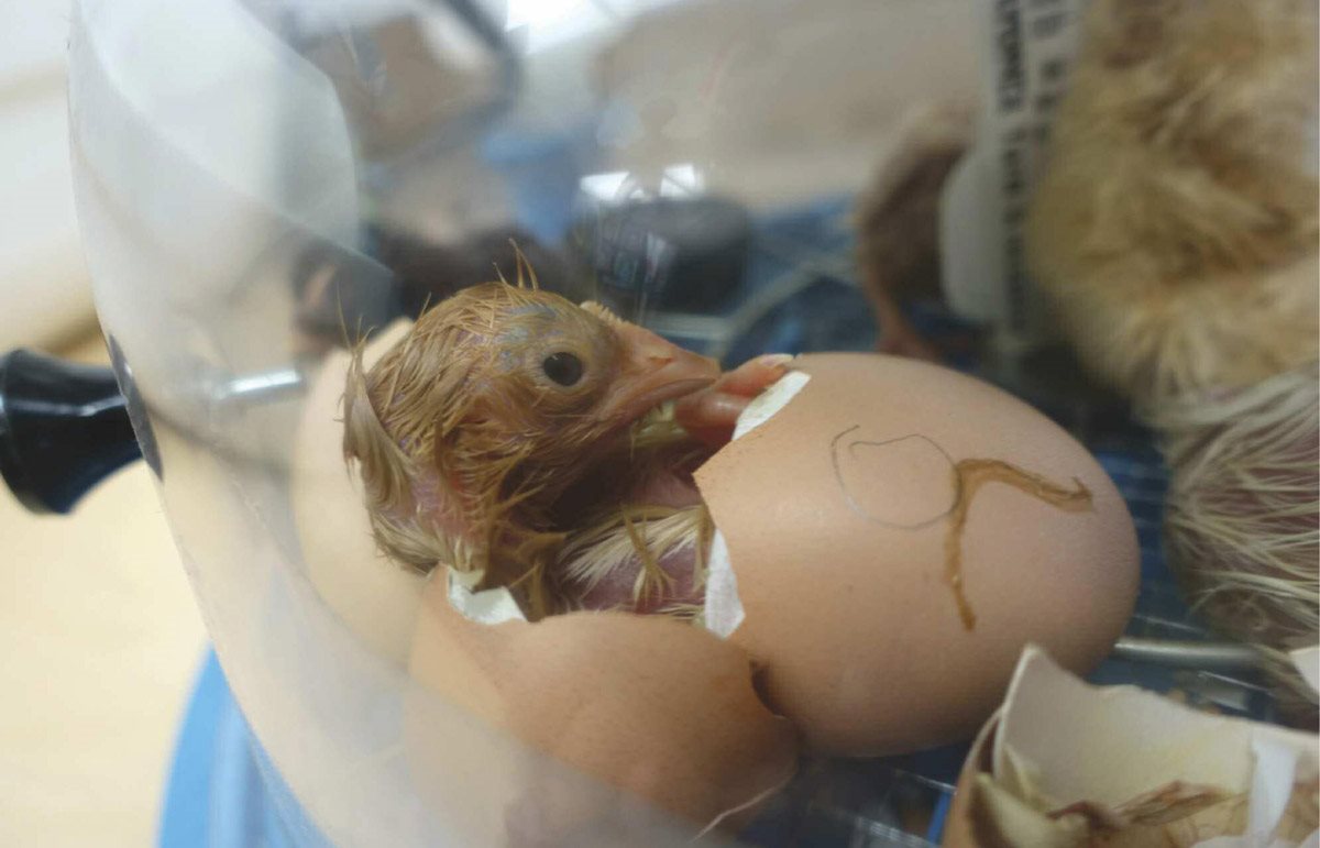 The chick is curled up like a ball inside its shell It lies on its back and - photo 12