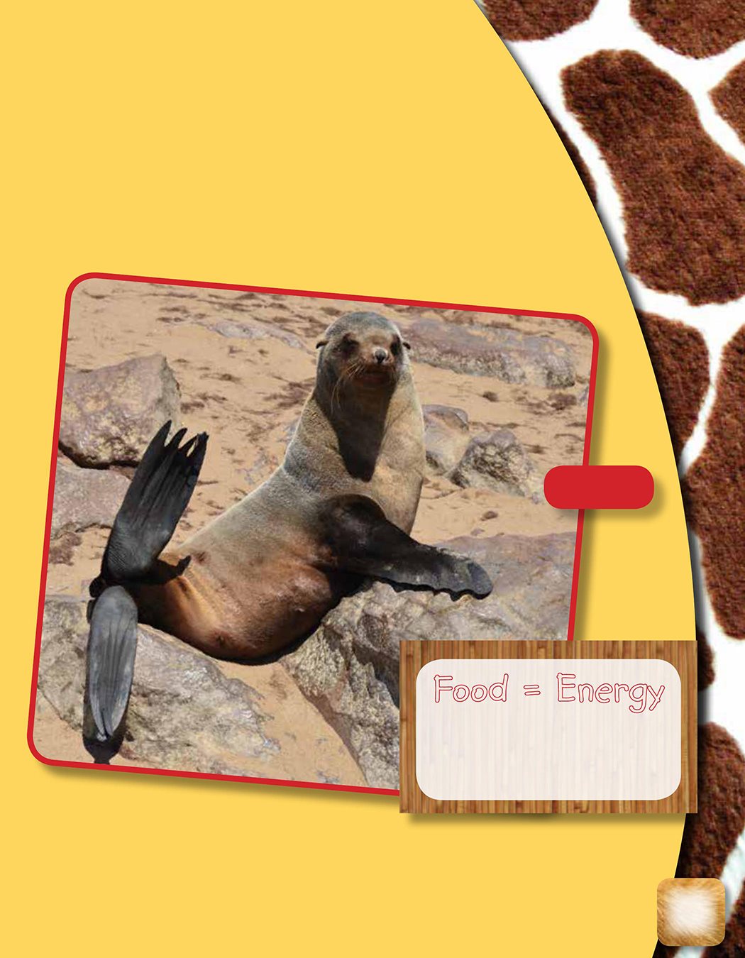 Food Energy Mammals eat a lot of food in order to make energy The - photo 9