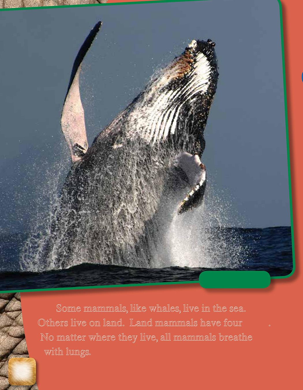 Some mammals like whales live in the sea Others live on land Land mammals - photo 10