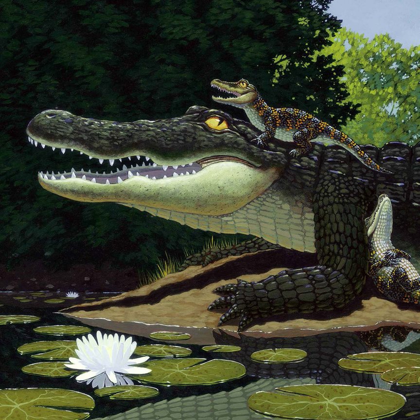 Deep in the swamp where the water lilies thrive Lived a mother alligator - photo 12