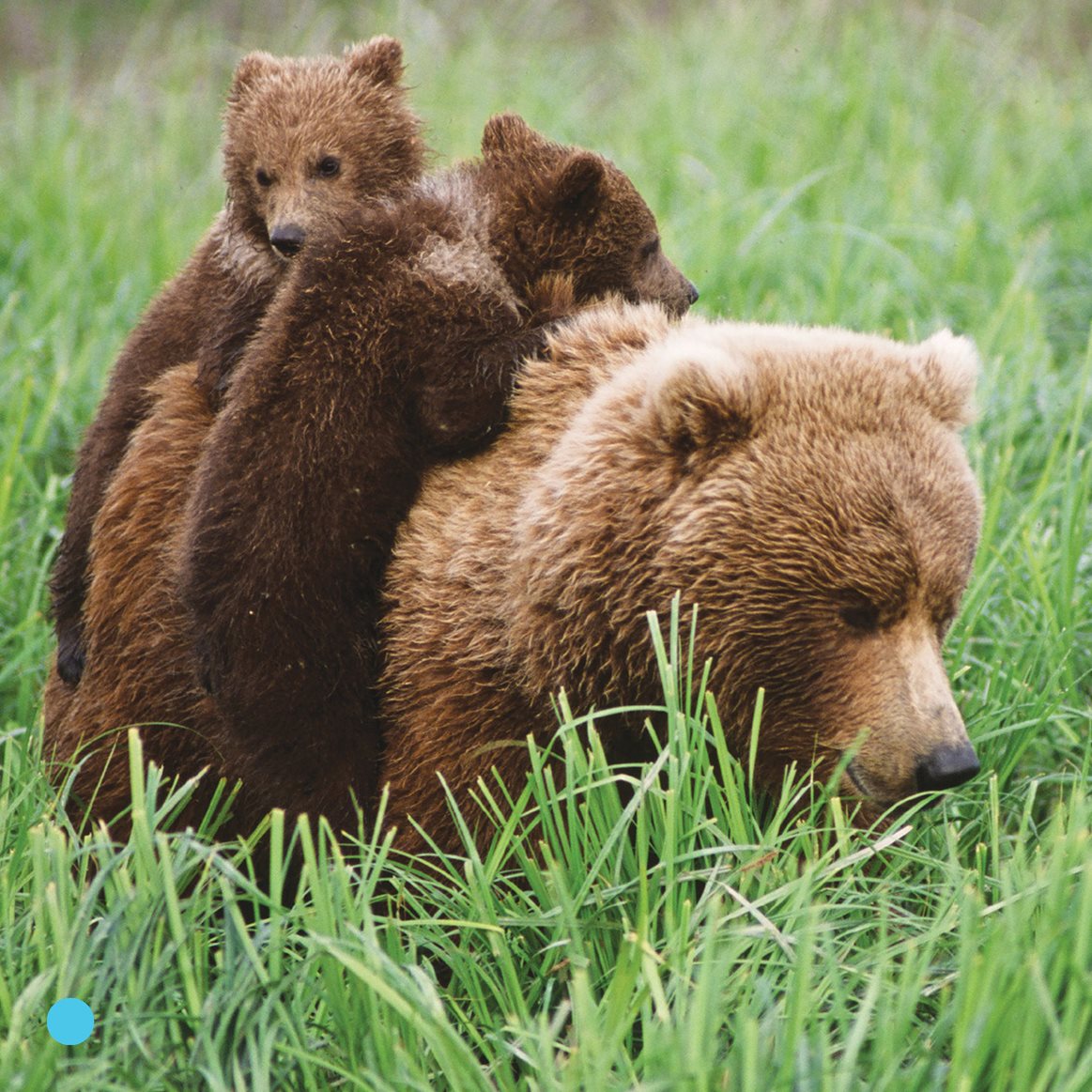 The bears walk to the river Cubs get a ride - photo 14