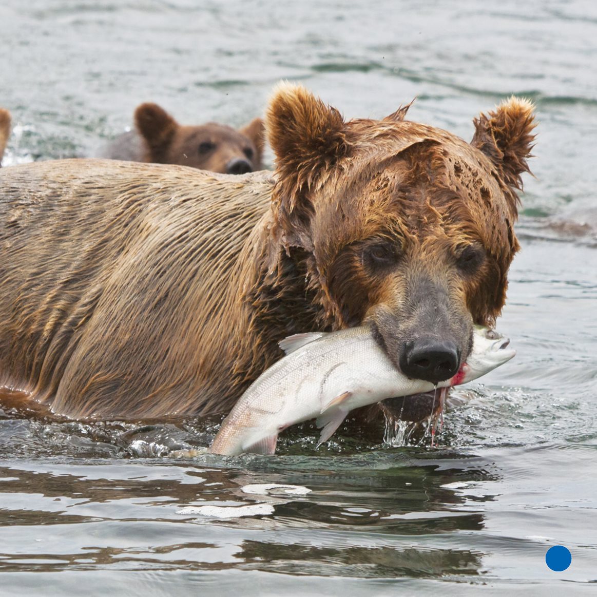 Parts of a Brown Bear fur Thick fur helps keep brown bears warm nose Brown - photo 21