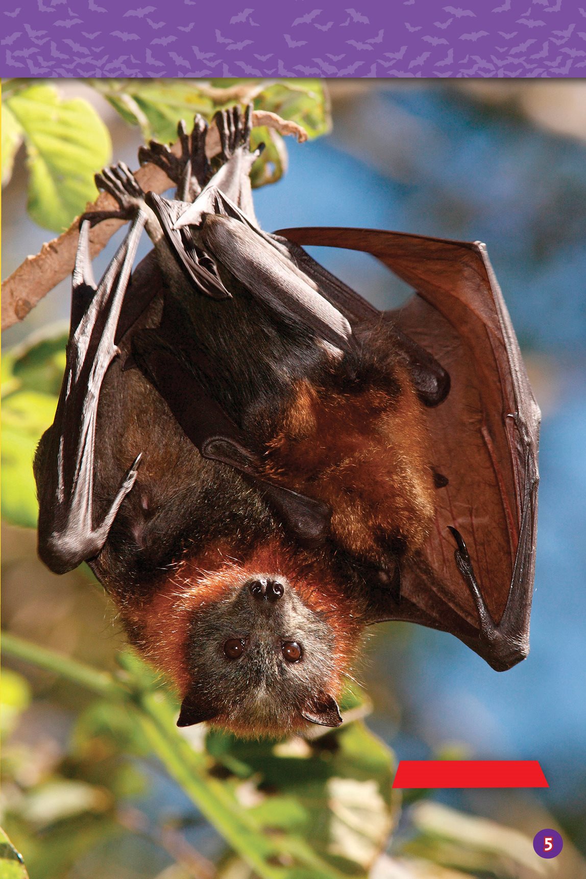 Flying fox bats There are about 1200 types of bats in the world Most - photo 7