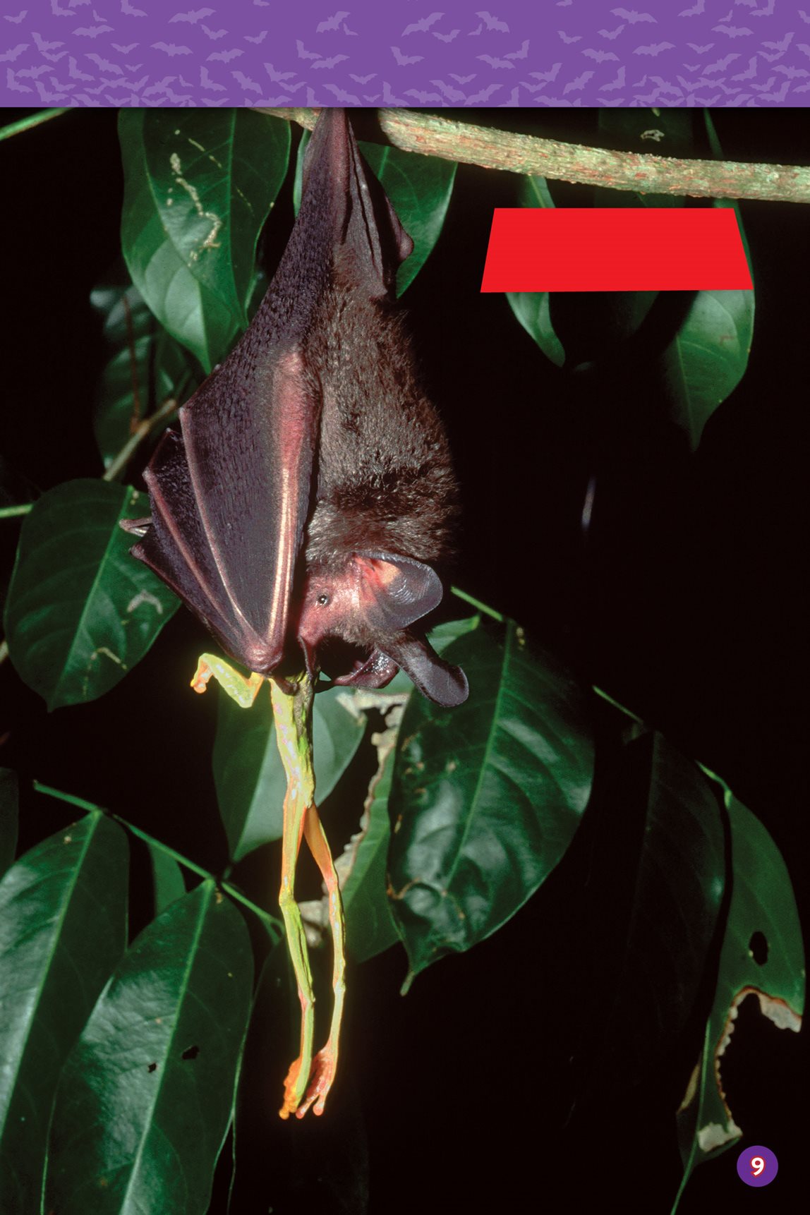 Fringed lip bat eating a frog Did you know that while youre fast asleep - photo 11