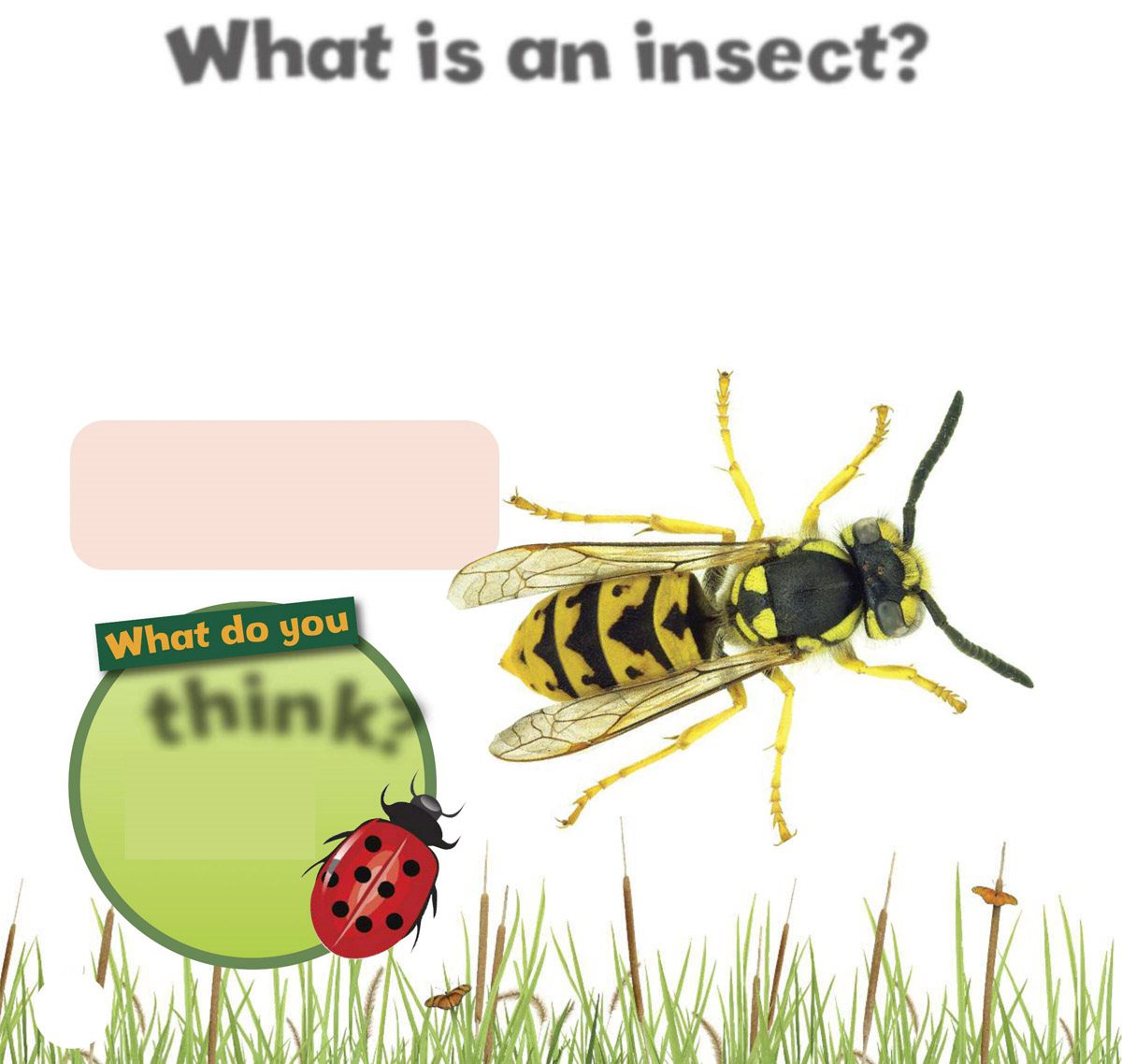 What is an insect An insect is a kind of animal called an invertebrate - photo 6
