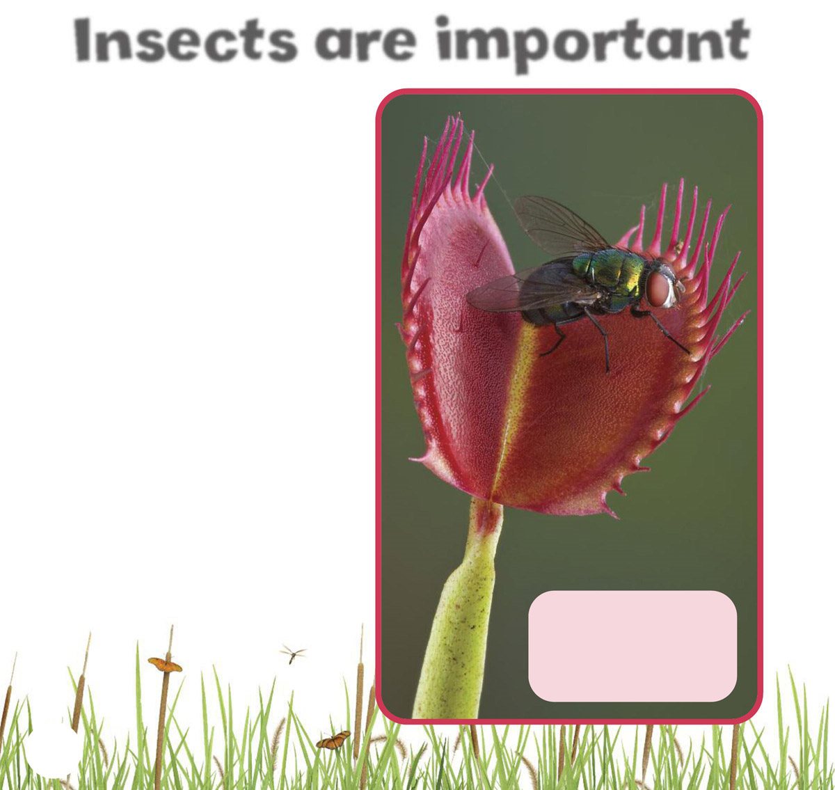 Insects are important The Venus flytrap is a kind of plant that eats - photo 8