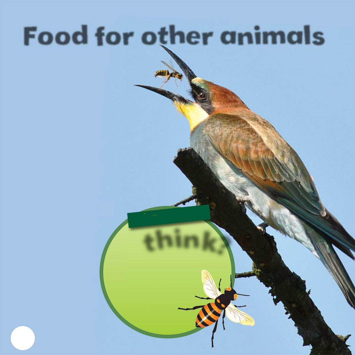 Food for other animals All animals must eat to stay alive Insects are - photo 10