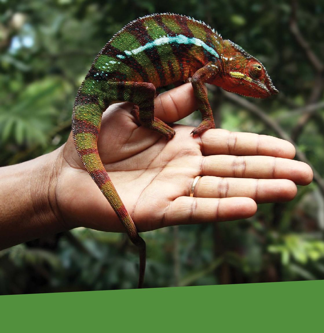 Chameleons are known for being able to change the colors of their skin - photo 7