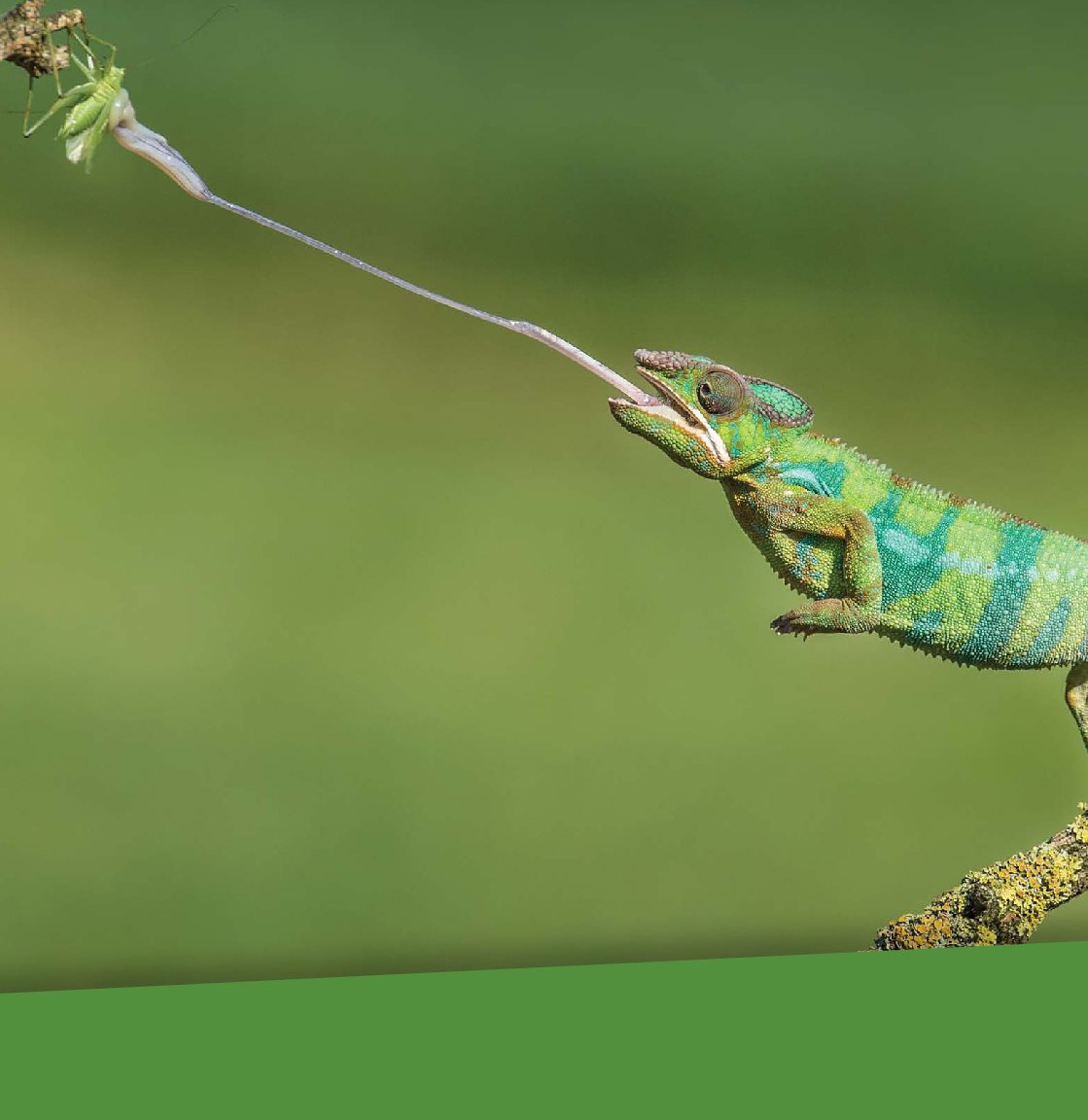 This chameleon is using its tongue to catch an insect Most chameleons - photo 9